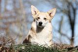 CORGI PEMBROKE 528